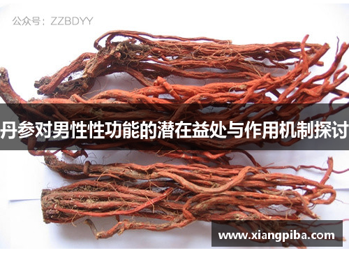 丹参对男性性功能的潜在益处与作用机制探讨