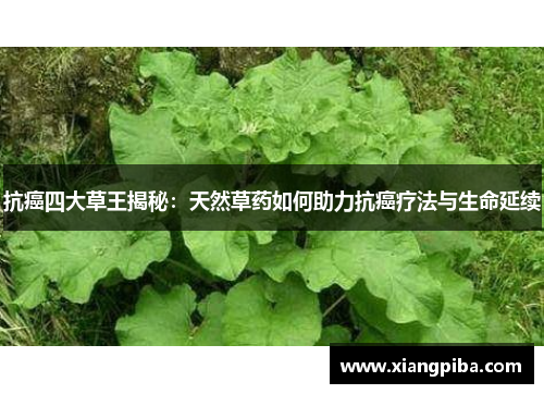 抗癌四大草王揭秘：天然草药如何助力抗癌疗法与生命延续