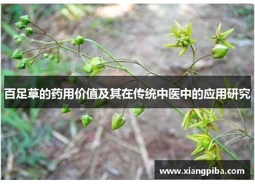 百足草的药用价值及其在传统中医中的应用研究