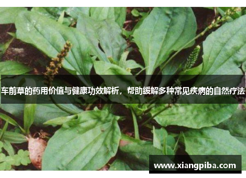 车前草的药用价值与健康功效解析，帮助缓解多种常见疾病的自然疗法